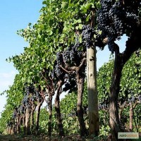 Саженцы винограда подвойных сортов американских видов