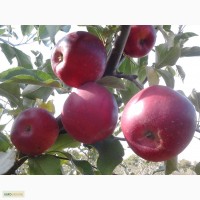 Продам саджанці яблуні різних сортів