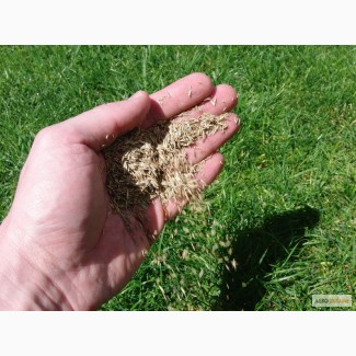 Семена газонных трав от 5 кг
