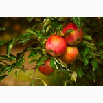 ФГ Ранет (Закарпаття) реалізовує яблука елітних сортів, урожай 2015 року