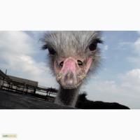 Продам страусов