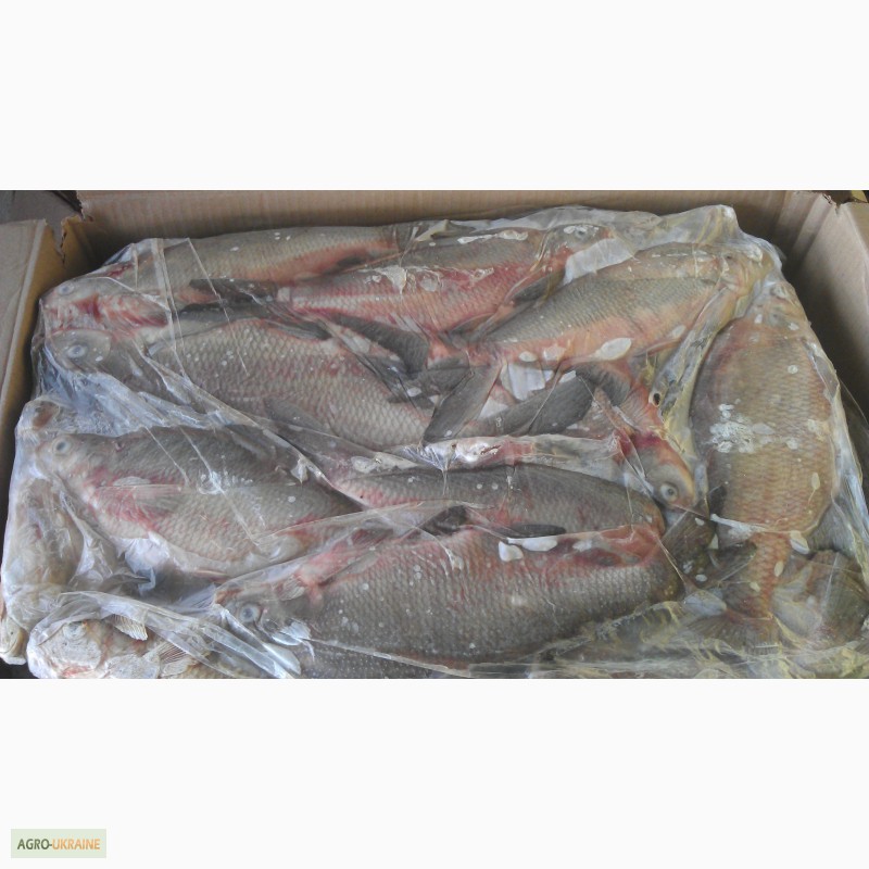 Фото 2. Рыбная компания реализует свежемороженую рыбу оптом