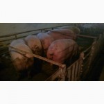 Продам свиней породы Петрен