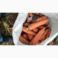 Продам морковь Абако