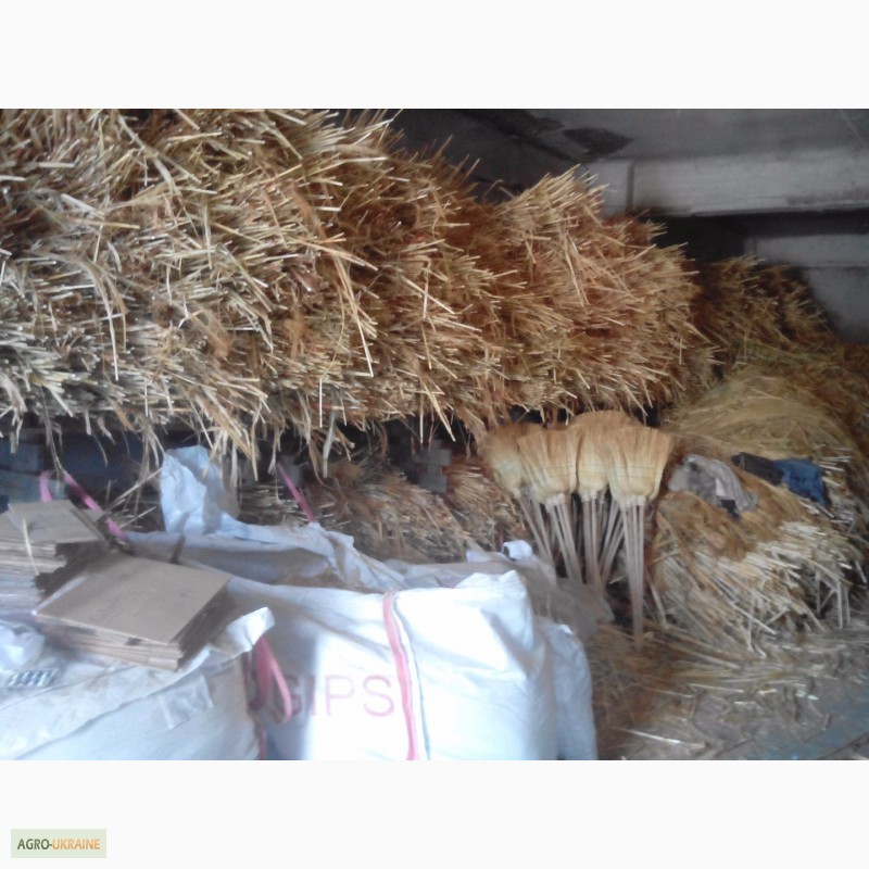Фото 4. Продам сырье сорго для вязания и производства веник