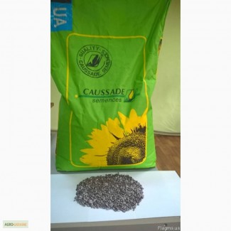 Семена подсолнечника Далия КС (Caussade cemences)
