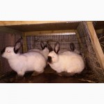 Продам кролів породи Каліфорнія, 3, 5 місяці