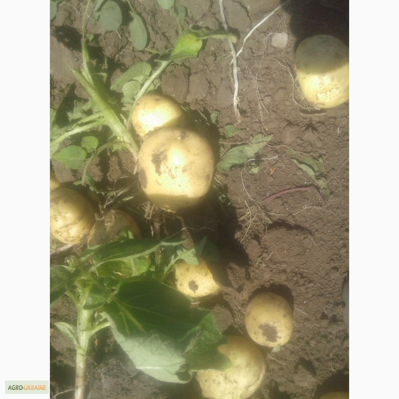 Фото 2. Продам товарный картофель первого урожая сорт Ривьера