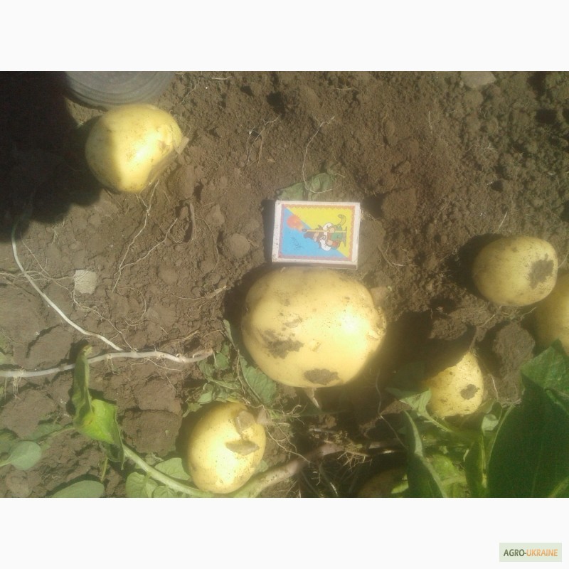 Фото 3. Продам товарный картофель первого урожая сорт Ривьера