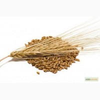 Предприятие производит закупку Пшеницы с хозяйств а также с єливаторов