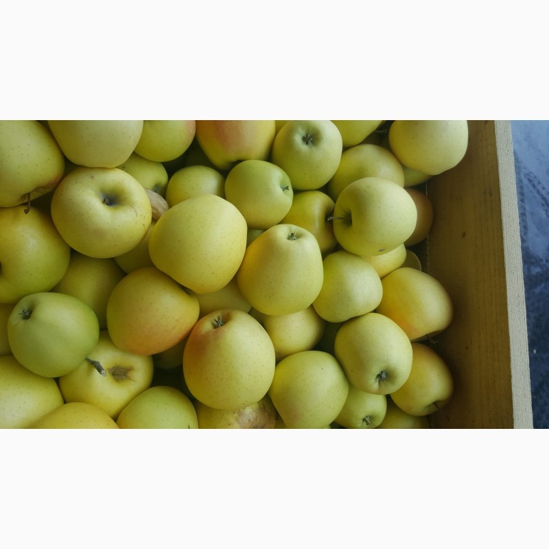 Фото 3. Продам яблука різних сортів, високої якості