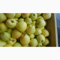 Продам яблука різних сортів, високої якості