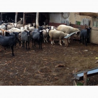 Продам маточное поголовье овец, романовской породы