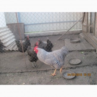 Продам цыплята и инкубационное яйцо Плимутрок полосатый