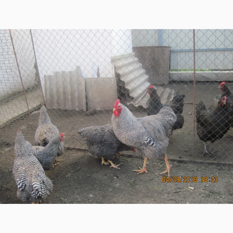 Фото 2. Продам цыплята и инкубационное яйцо Плимутрок полосатый