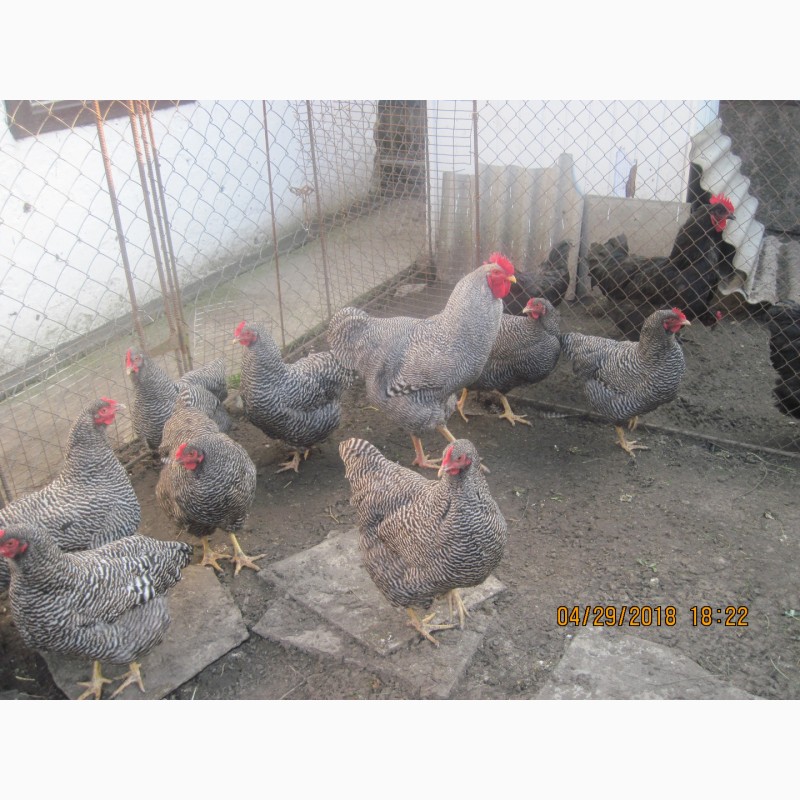Фото 3. Продам цыплята и инкубационное яйцо Плимутрок полосатый