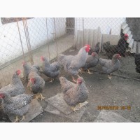 Продам цыплята и инкубационное яйцо Плимутрок полосатый