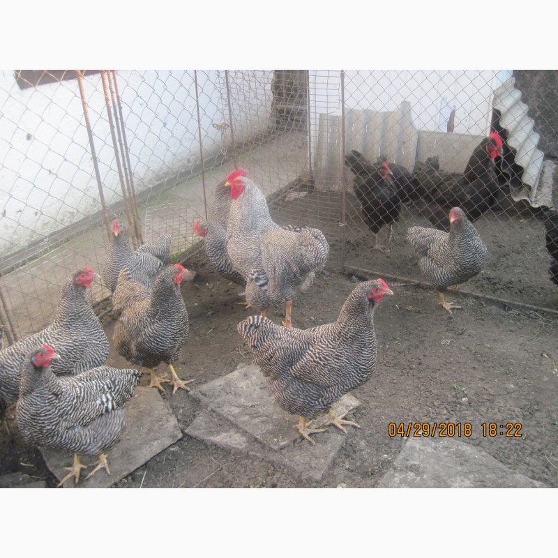 Фото 4. Продам цыплята и инкубационное яйцо Плимутрок полосатый
