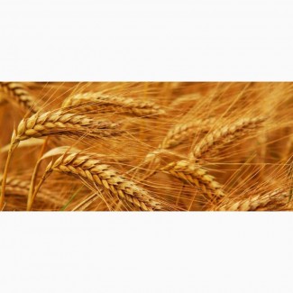 Семена пшеницы Шестопаловка-элита