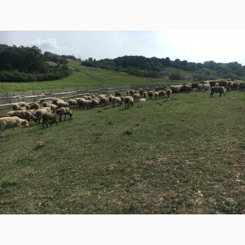 Продам овцы романовская порода 71 голов