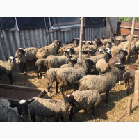Продам овцы романовская порода 71 голов