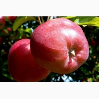 Продам саджанці яблуні