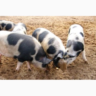 Продам свині жива вага петрени