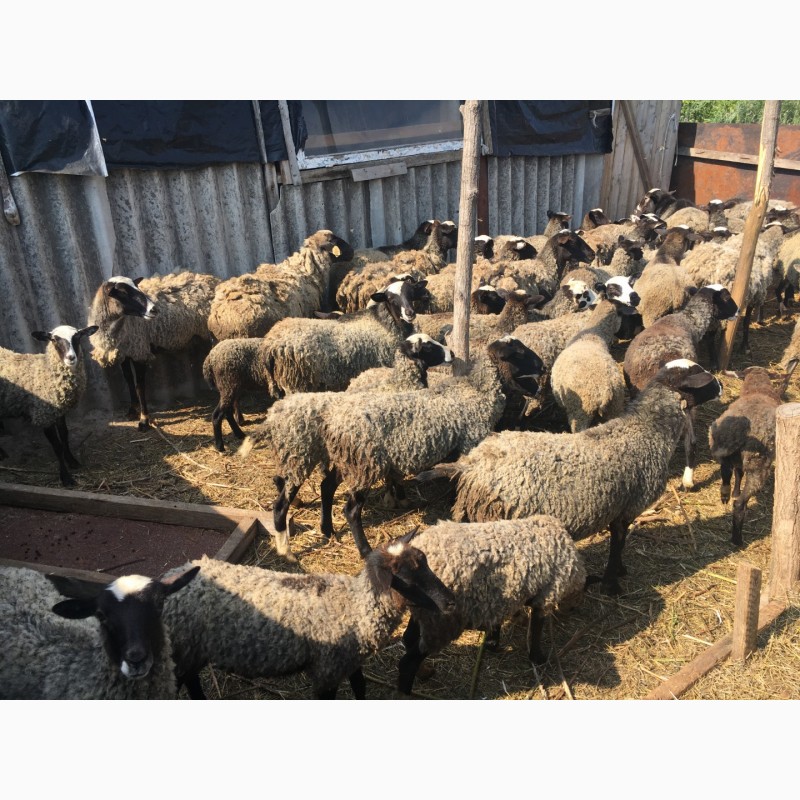 Фото 3. Продам овец романовская порода 130 голов