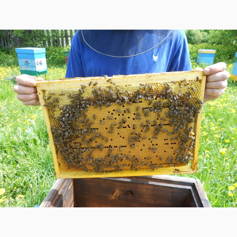 Пчелопакеты в краснодарском крае 2024. Пчелопакеты 4 расплода. Пчелопакеты 2014. Четырех рамочные пчелопакеты. Пчелопакеты на 2023 год.