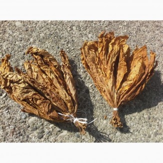 Продам листя тютюну сортів Вірджинія і Тернопільський