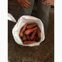 Продам моркву сорт «Абако»