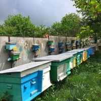 Продам міні пасіку/вулики із бджолами 9 000 грн, торг