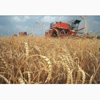 Куплю пшеницу фураж в больших количествах