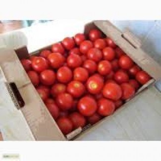 Реализуем помидоры оптом доставка наилучшее качество