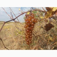 Продам виноград Ркацители урожай 2019 года