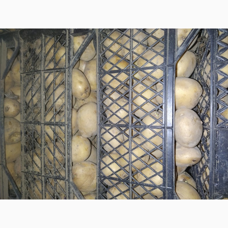 Фото 2. Продам семенную картошку, Ривьера