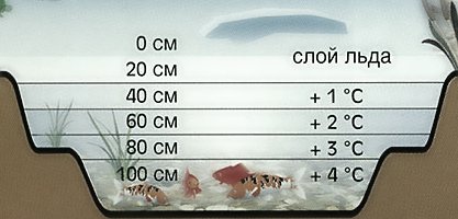 Фото 8. Карпы Кои Украина, рыбки для пруда, корм для кои, водные растения, пруд, аквариум, рыбоводство