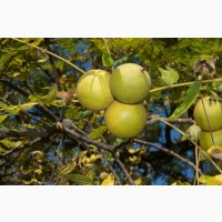 Семена Орех черный (американский) (Juglans nigra) 30грн-1кг