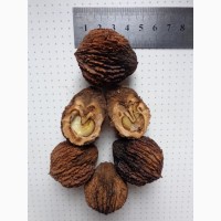 Семена Орех черный (американский) (Juglans nigra) 30грн-1кг