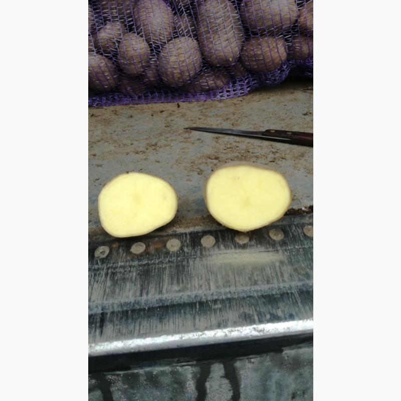 Фото 9. Продам картофель продовольственный сорт бриз 5