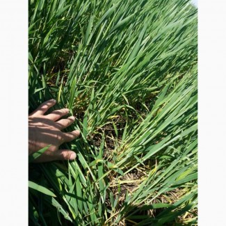 Продам Насіння озимої пшениці Мескаль, Лімагрейн