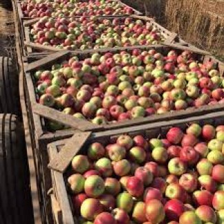 Продам шкільне яблоко оптом, купити яблоко бюджетне оптом від 10 тонн