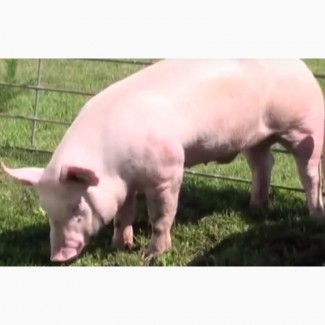 Продаем свиней партиями от 30 гол весом от 110 кг выше на постоянной основе