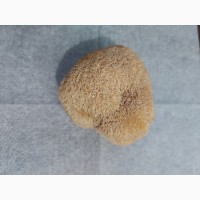 Лечебный гриб, ежевик гребенчатый, ежовик, гериций, сушеный
