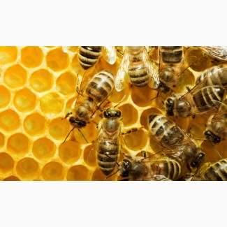 Продам бджолосім#039;ї (150 сімей), відводки (300 штук)