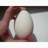Інкубаційні яйця порода Велика Сіра