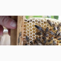 Бджоломатки Карпатки плідні, мічені 2023 є в продажі завжди за договірною ціною