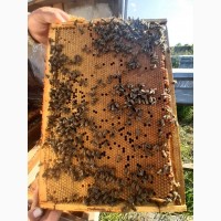 Бджоломатки Карпатки плідні, мічені 2024 є в продажі завжди за договірною ціною