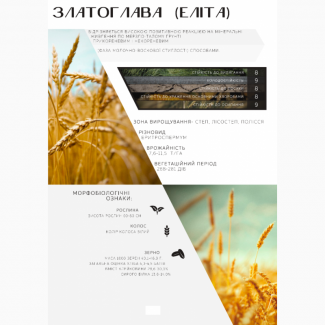 ДП ДГ ДНІПРО продаж пшениці від виробника, сорт Златоглава, категорія Еліта