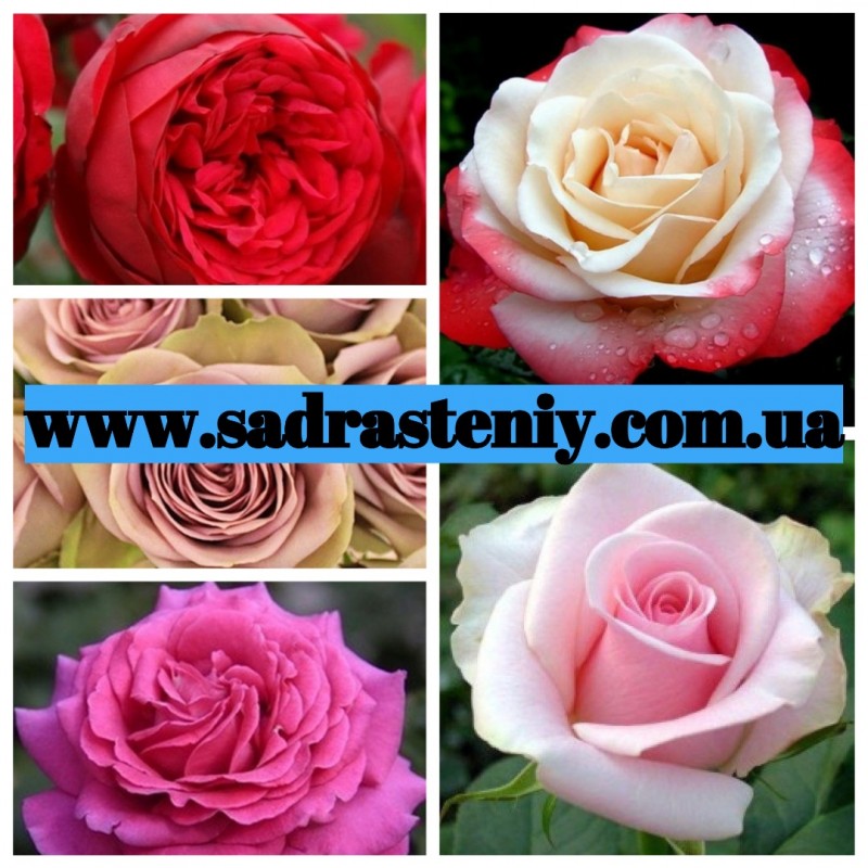 Фото 3. Ремонтантные сорта роз в питомнике Сад Растений